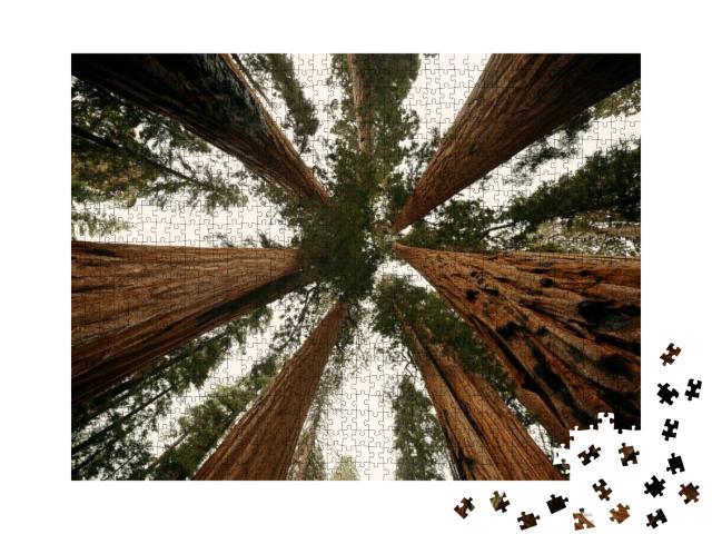 Giant Tree Closeup in Sequoia National Park... Jigsaw Puzzle with 1000 pieces