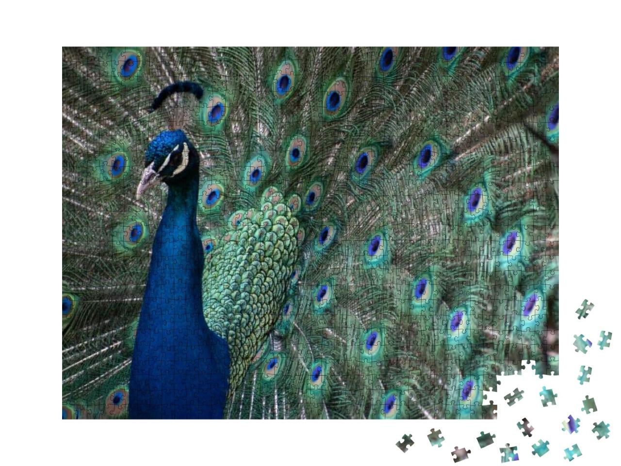 A Peacock with Feathers Out... Jigsaw Puzzle with 1000 pieces