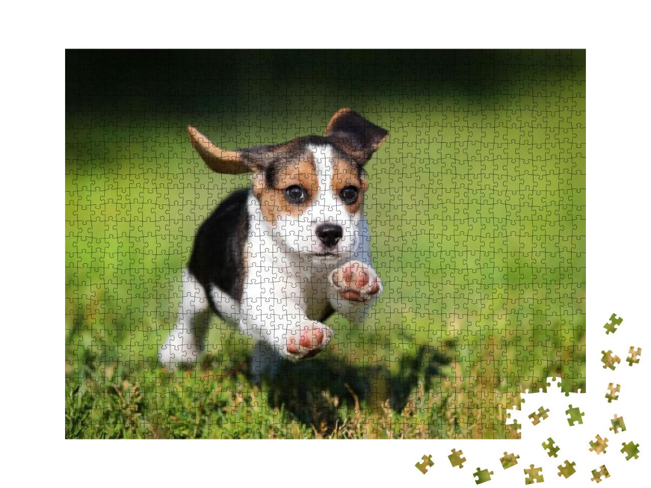 Happy Beagle Puppy Running on the Grass... Jigsaw Puzzle with 1000 pieces