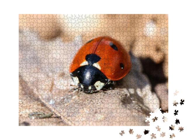 Close Up of a Ladybugs... Jigsaw Puzzle with 1000 pieces