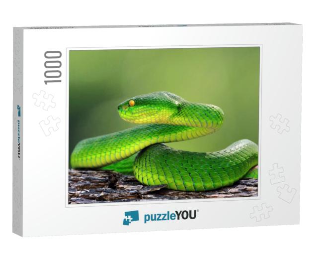Green Viper Snake on Branch, Trimeresuru Albolabris... Jigsaw Puzzle with 1000 pieces