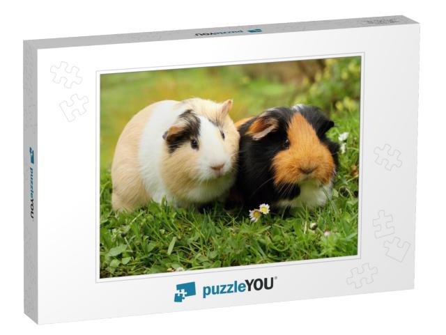 Two Cute Guinea Pigs... Jigsaw Puzzle