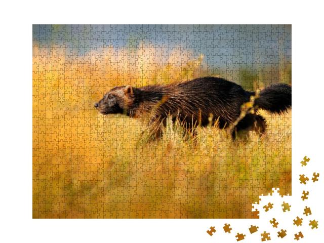 Wolverine in Finnish Taiga. Wildlife Scene from Nature. R... Jigsaw Puzzle with 1000 pieces