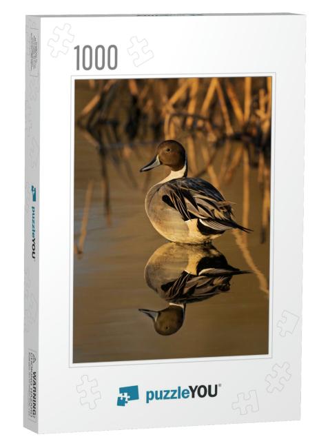 Northern Pintailed Duck in Golden Light with Reeds in the... Jigsaw Puzzle with 1000 pieces