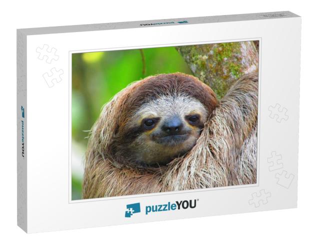 Awake Sloth from Costa Rica... Jigsaw Puzzle