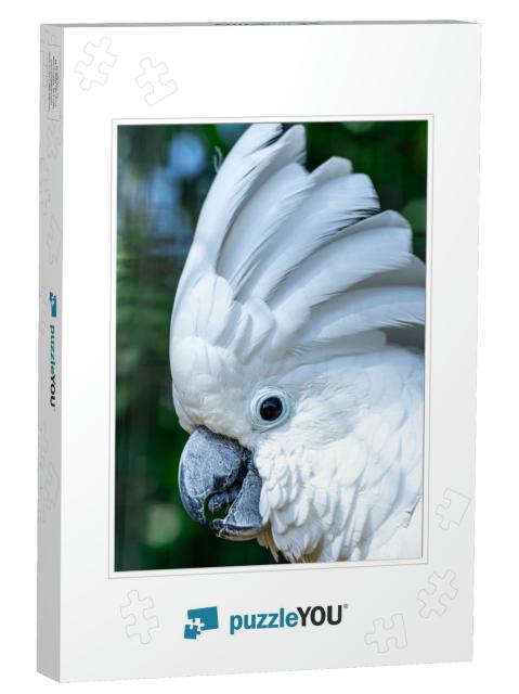 The White Cockatoo Cacatua Alba, Also Known as the Umbrel... Jigsaw Puzzle