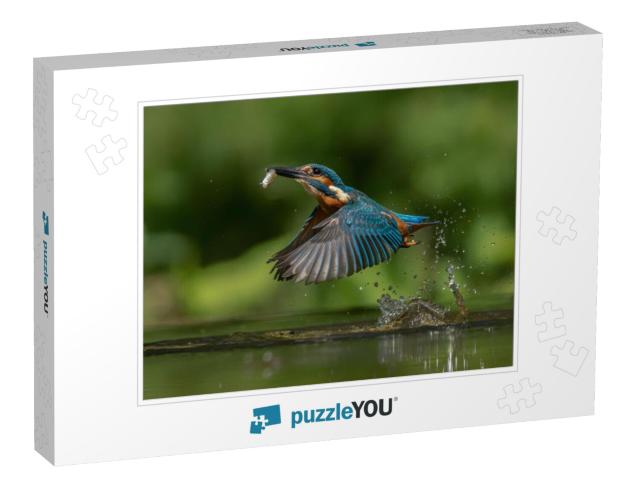 Common European Kingfisher Alcedo Atthis. Kingfisher Flyi... Jigsaw Puzzle