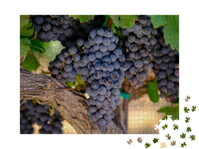 A Bunch of Red Grapes on the Vine Growing for the Wine In... Jigsaw Puzzle with 1000 pieces