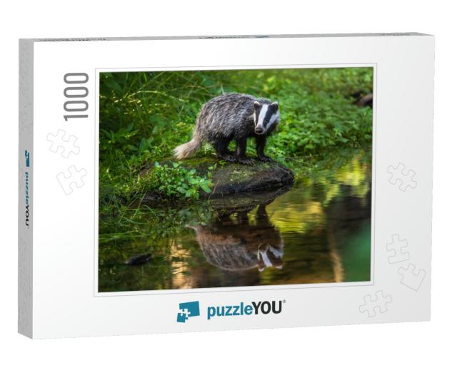 Badger in Forest, Animal in Nature Habitat, Germany, Euro... Jigsaw Puzzle with 1000 pieces