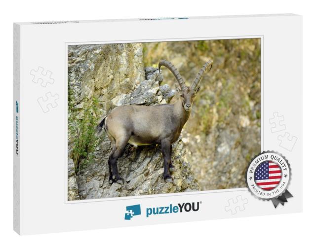 Alpine Ibex or Steinbock Standing on Rocky Cliff Face Cap... Jigsaw Puzzle