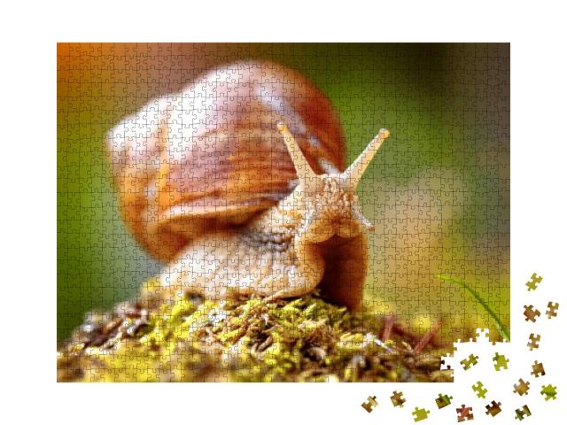 Helix Pomatia Also Roman Snail, Burgundy Snail, Edible Sn... Jigsaw Puzzle with 1000 pieces