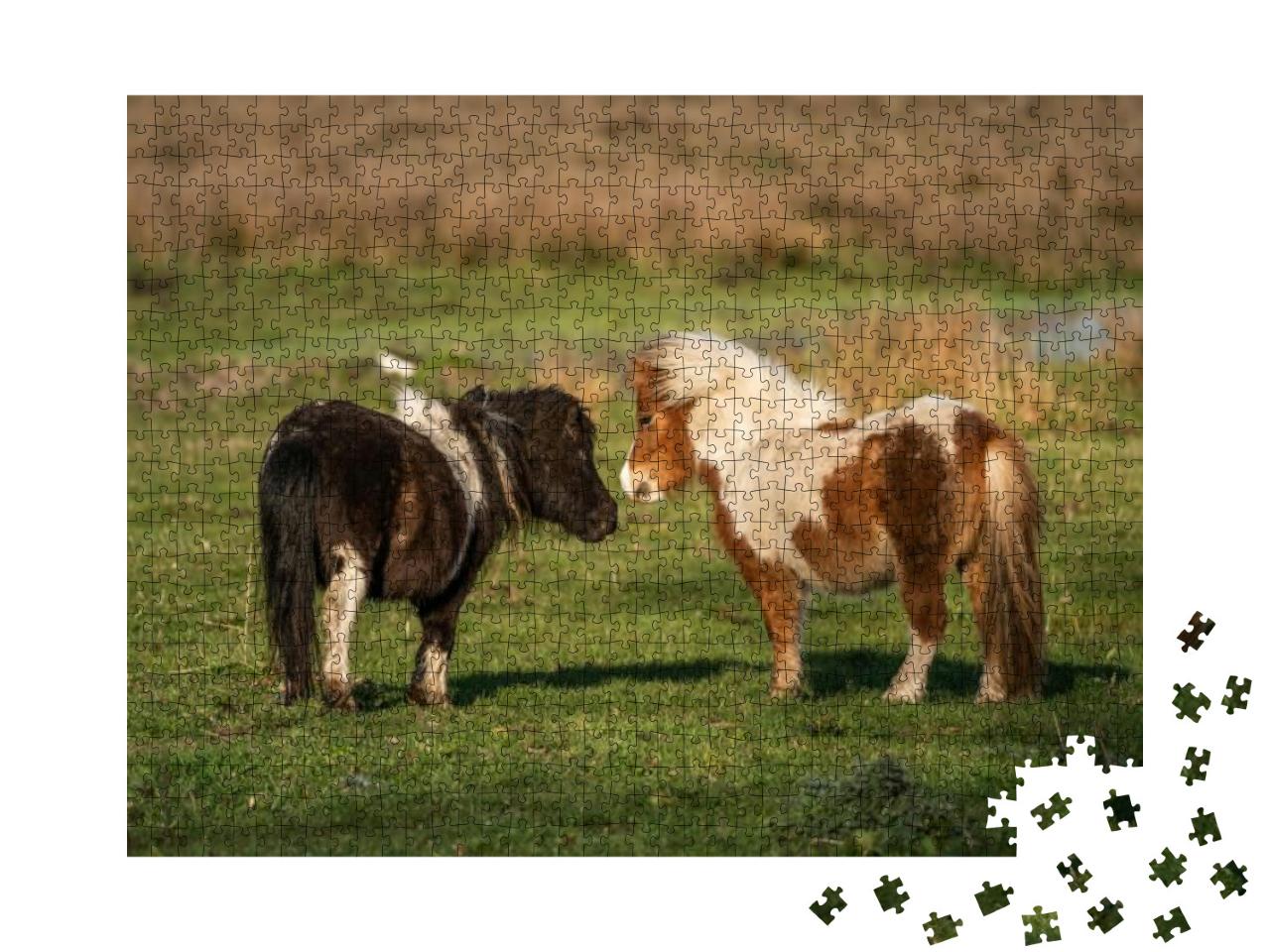 Pony Love. Shetland Ponies Playing At the Meadows of Limb... Jigsaw Puzzle with 1000 pieces