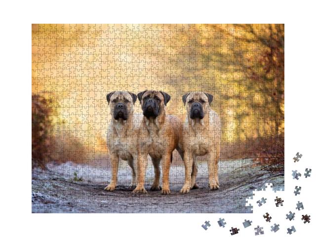 Three Bull Mastiffs on a Frosty Morning... Jigsaw Puzzle with 1000 pieces