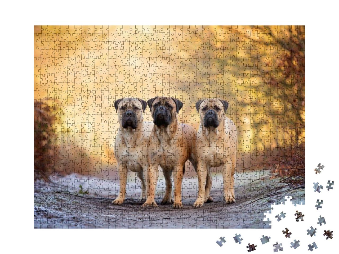 Three Bull Mastiffs on a Frosty Morning... Jigsaw Puzzle with 1000 pieces