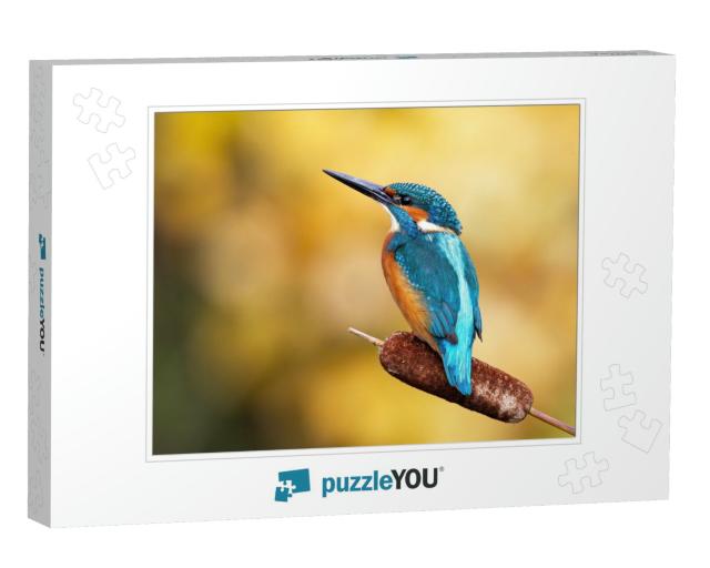 Interested Common Kingfisher, Alcedo Atthis, Perched in N... Jigsaw Puzzle