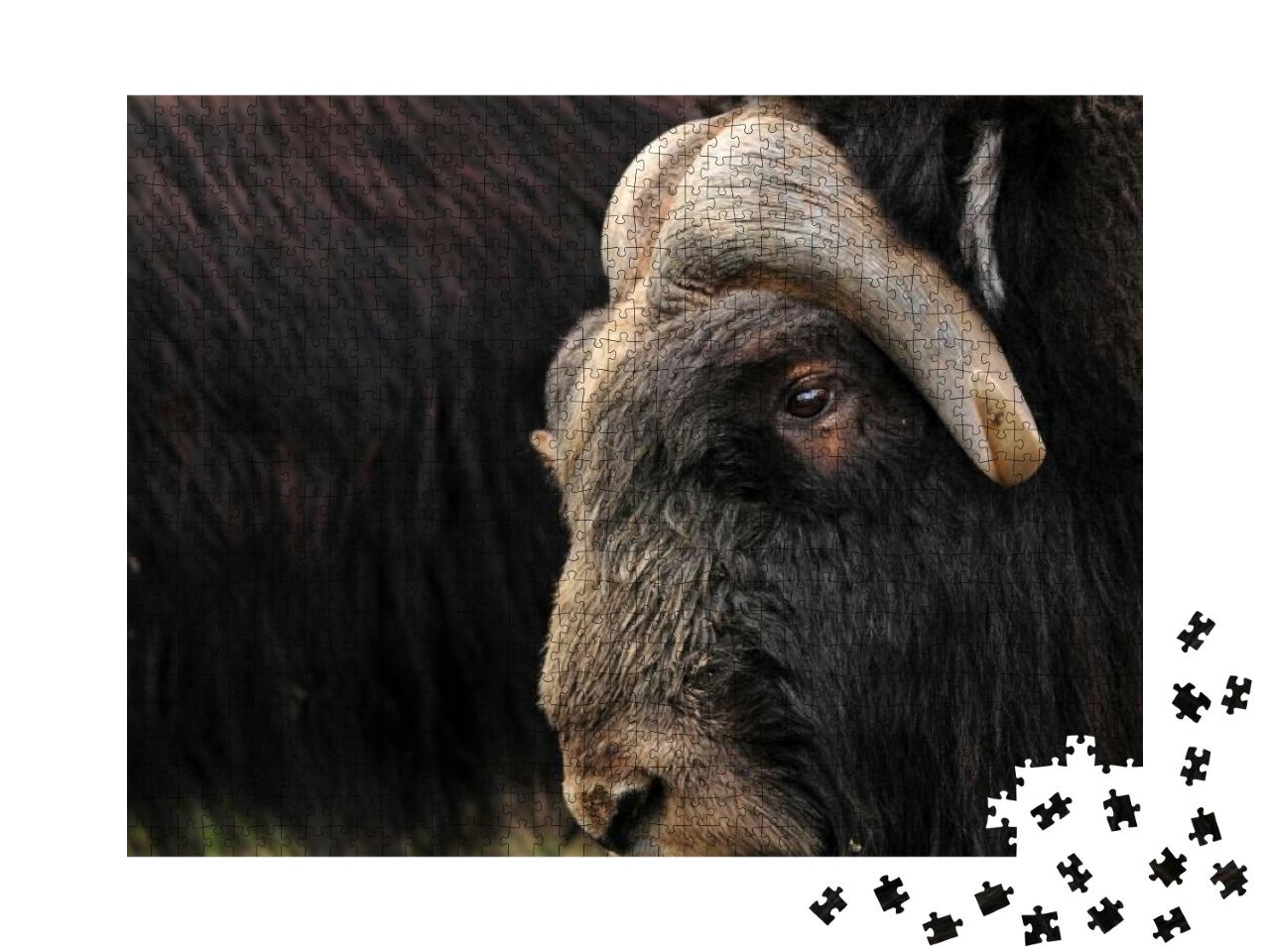 Closeup of a Musk Ox with Others from the Herd in the Bac... Jigsaw Puzzle with 1000 pieces