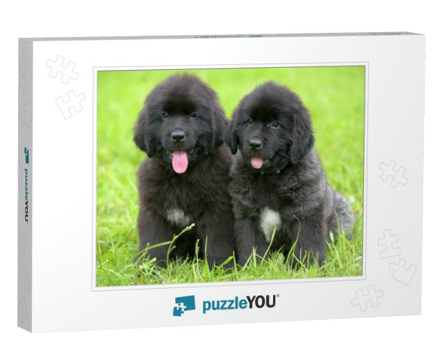 Two Small Black Puppies of Newfoundland... Jigsaw Puzzle