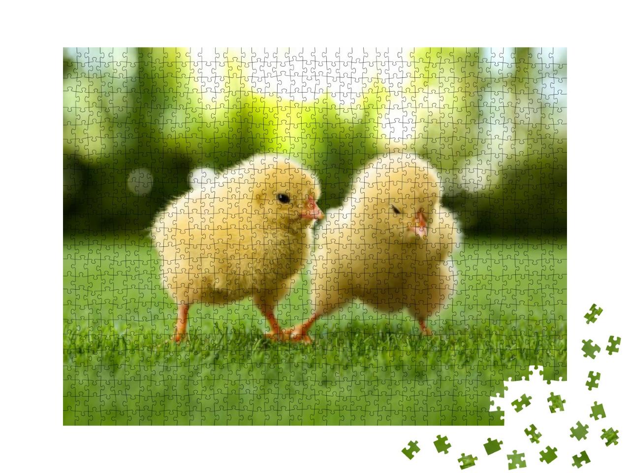 Cute Fluffy Baby Chickens Together on Green Grass Outdoor... Jigsaw Puzzle with 1000 pieces