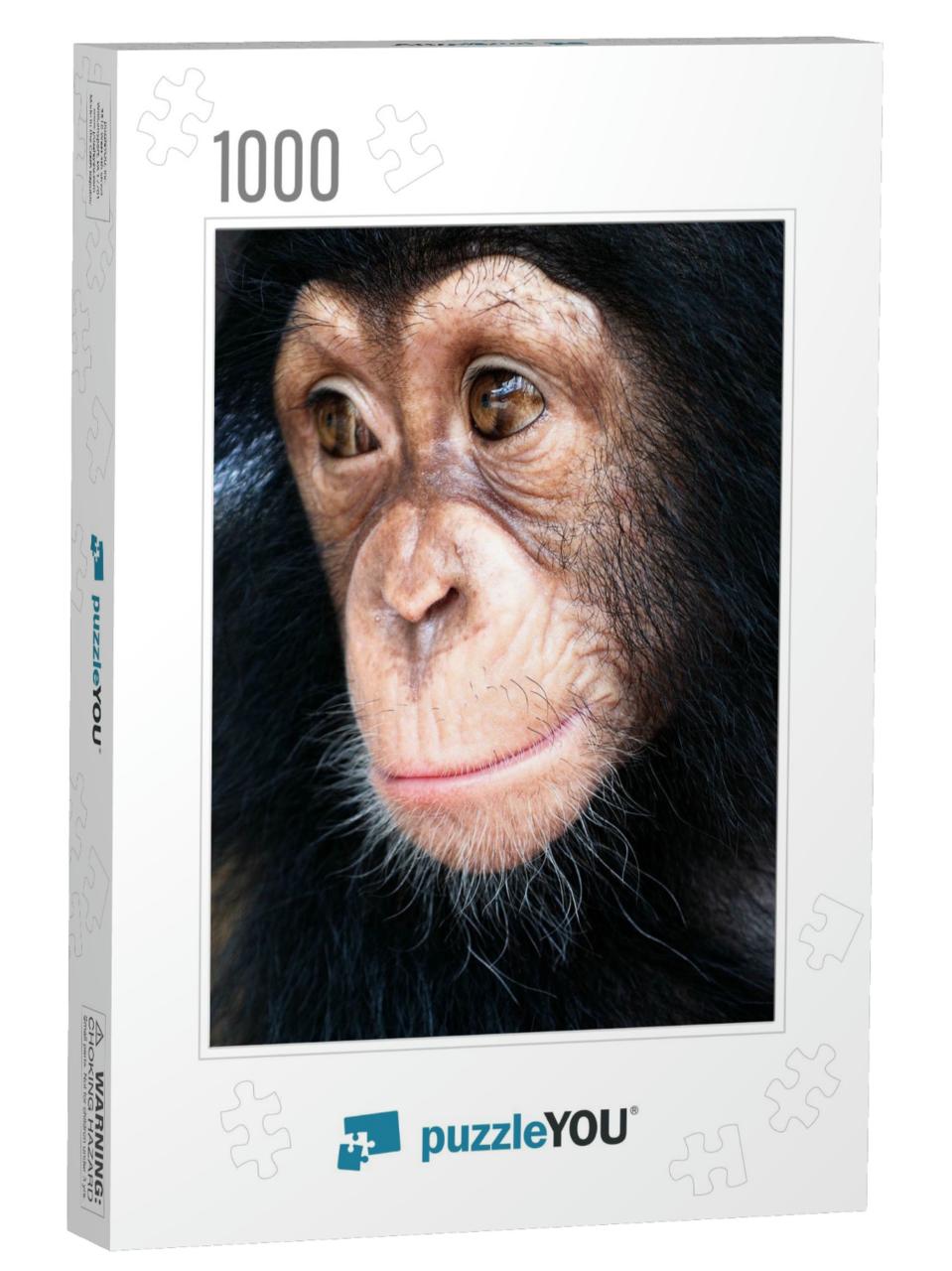 Close-Up of Mixed-Breed Monkey Between Chimpanzee One Ani... Jigsaw Puzzle with 1000 pieces