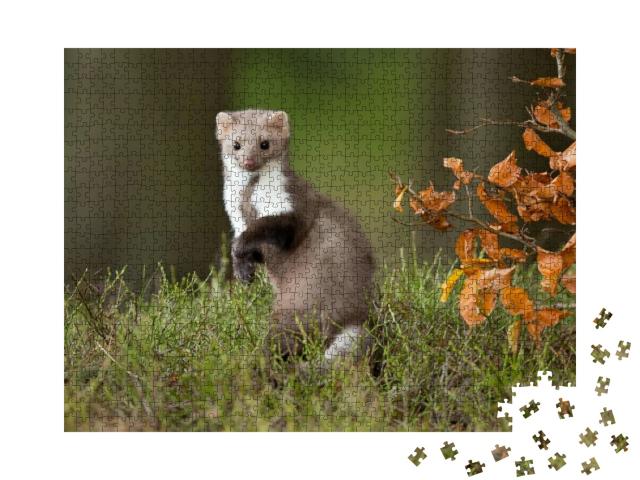 European Pine Marten Martes Martes, Known Most Commonly a... Jigsaw Puzzle with 1000 pieces