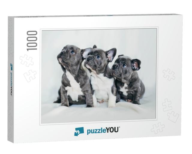 Portrait of Three Adorable Bulldog Puppies Looking in One... Jigsaw Puzzle with 1000 pieces