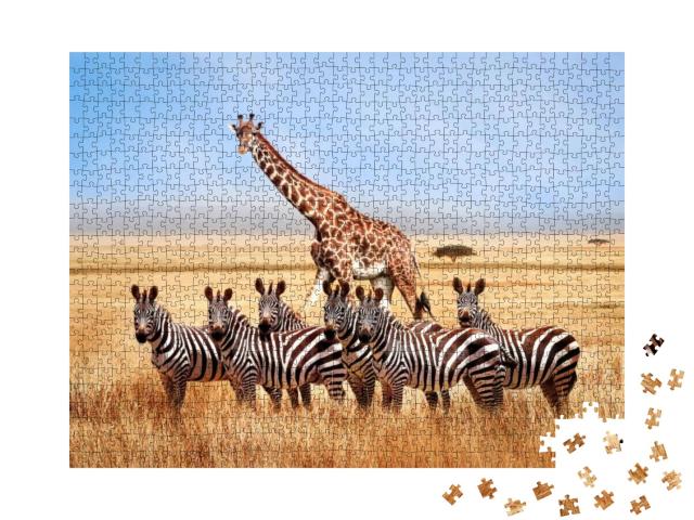 Group of Wild Zebras & Giraffe in the African Savanna Aga... Jigsaw Puzzle with 1000 pieces