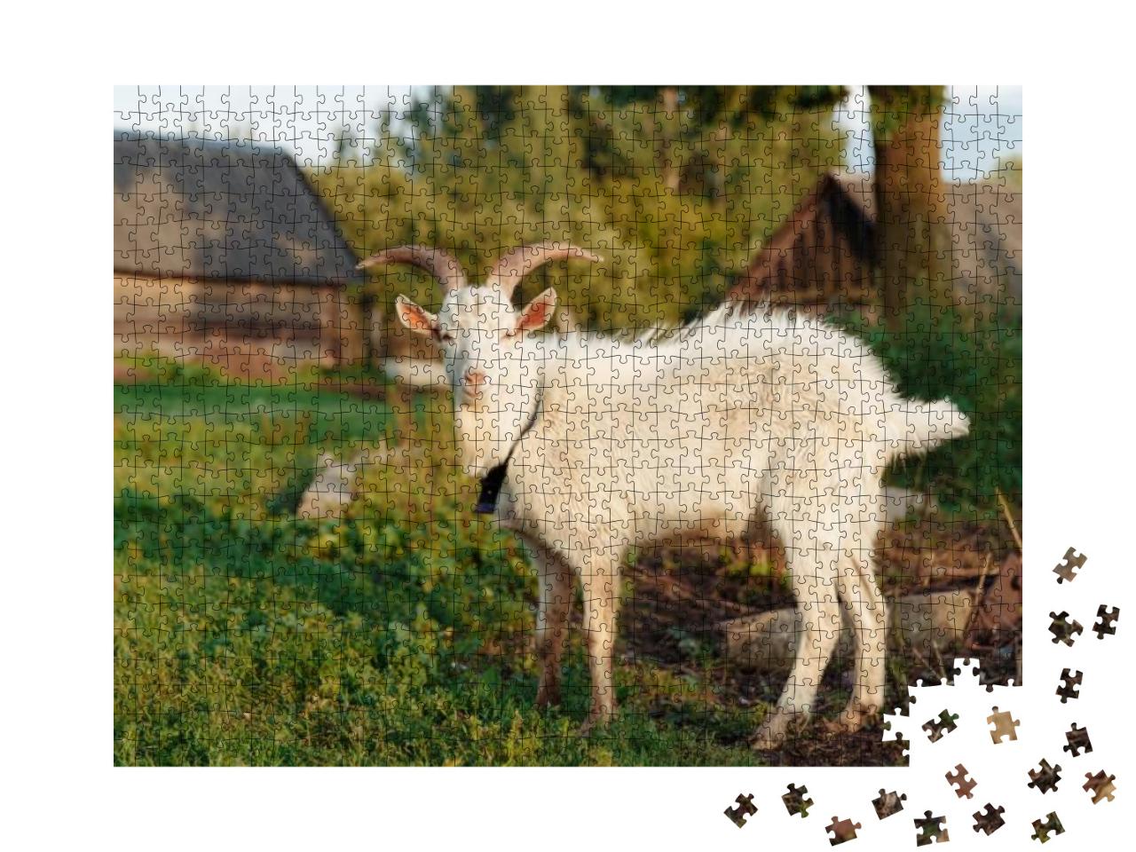 Goat on Farm. Pet on the Background of Village. Animal Ea... Jigsaw Puzzle with 1000 pieces