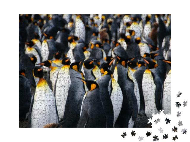 King Penguins At Gold Harbor. Gold Harbor is a Coastal Ar... Jigsaw Puzzle with 1000 pieces