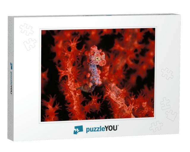 A Bright Red Pygmy Sea Horse Hiding... Jigsaw Puzzle