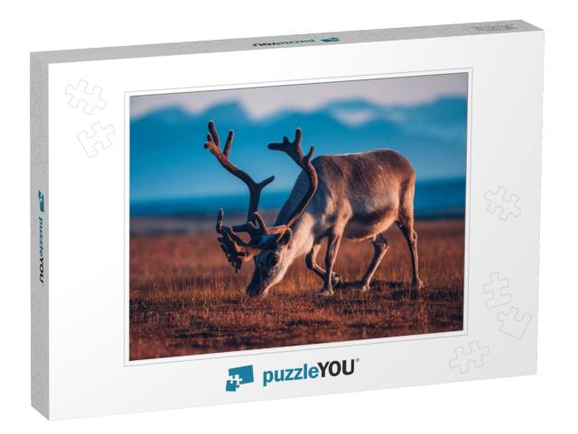 Landscape with Wild Reindeer. Summer Svalbard. with Massi... Jigsaw Puzzle