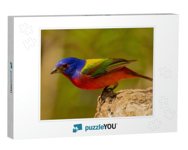 Painted Bunting is Americas Most Beautiful Songbird... Jigsaw Puzzle