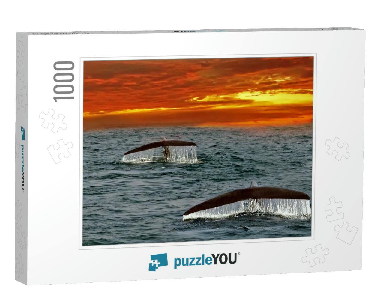 Whales Tails. Mirissa, Sri Lanka. Blue Whale Underwater I... Jigsaw Puzzle with 1000 pieces