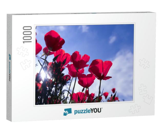 Poppy Flower for Remembrance Day, Memorial Day, Anzac Day... Jigsaw Puzzle with 1000 pieces