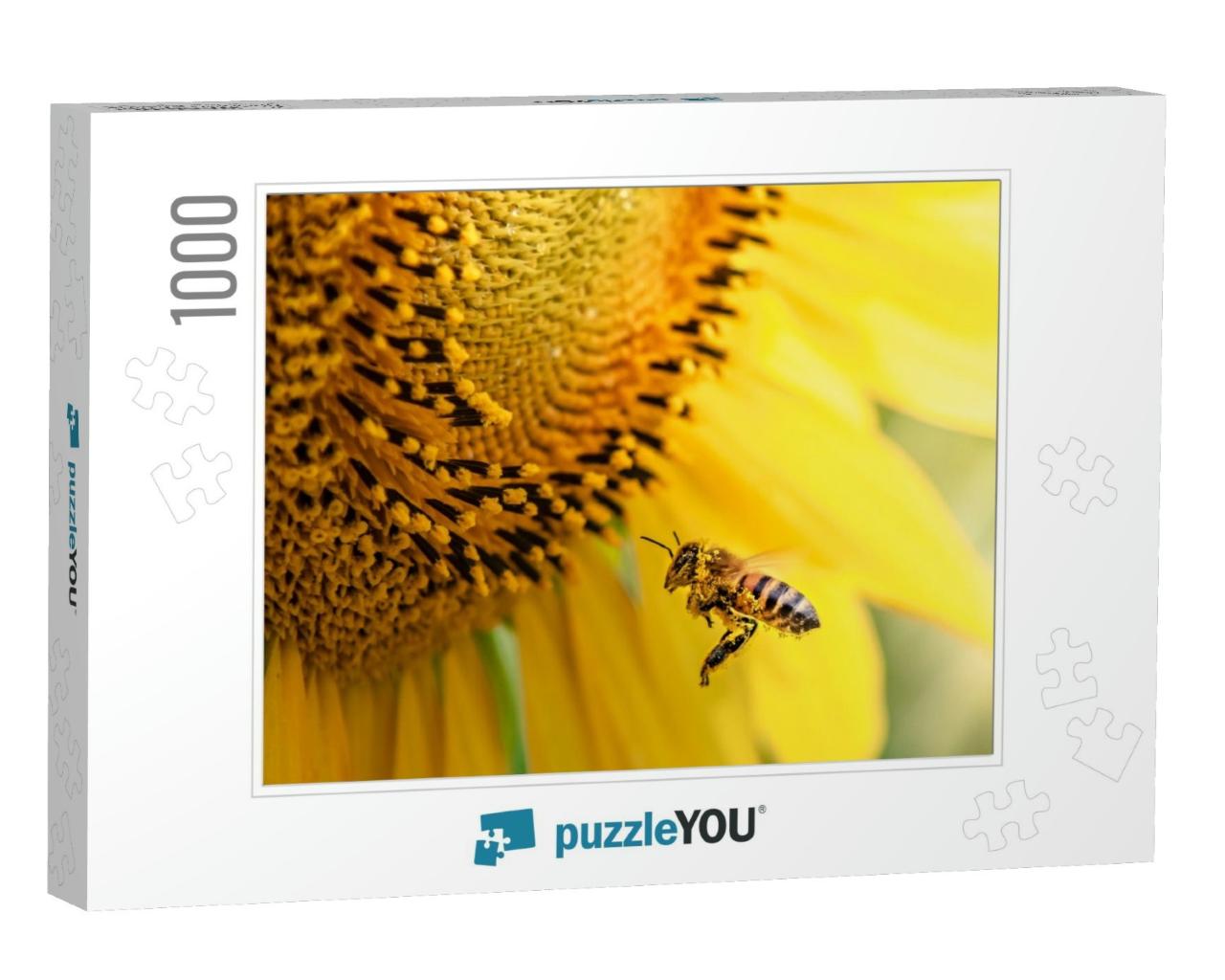 Honey Bee Pollinating Sunflower Plant... Jigsaw Puzzle with 1000 pieces