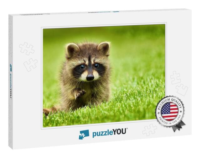 Raccoon is Sitting on Bright Green Grass with a Raised Pa... Jigsaw Puzzle