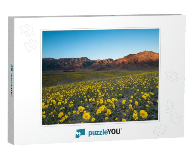 Wildflower Super Bloom in Spring, Death Valley National P... Jigsaw Puzzle