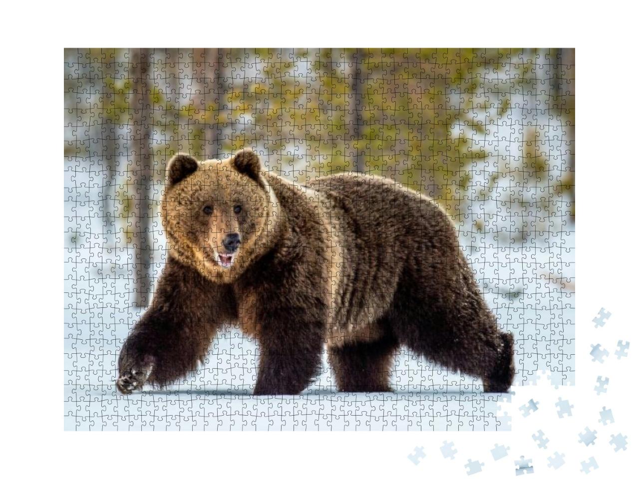 Wild Adult Brown Bear Walking in the Snow in Winter Fores... Jigsaw Puzzle with 1000 pieces