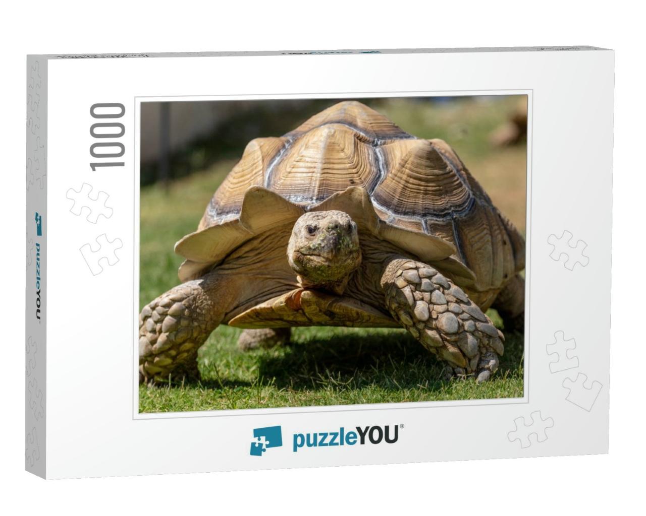 A Very Large, Pet Desert Tortoise Walking on the B... Jigsaw Puzzle with 1000 pieces