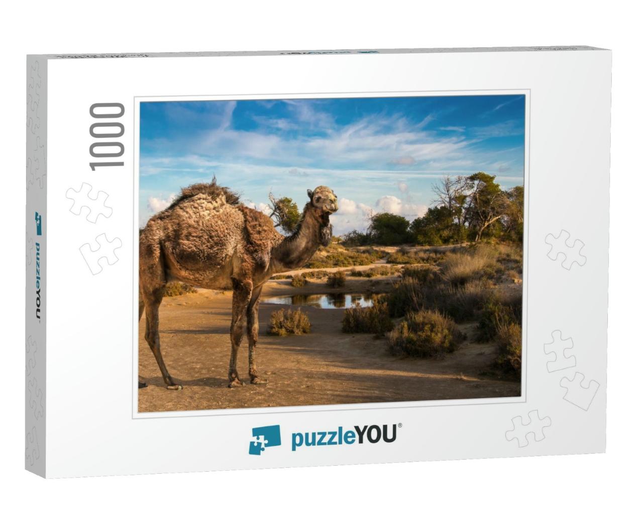 A Shaggy Dromedary At a Waterhole Looks Into the Camera w... Jigsaw Puzzle with 1000 pieces