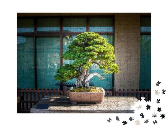 Japanese Bonsai Tree in Omiya Bonsai Village At Saitama... Jigsaw Puzzle with 1000 pieces