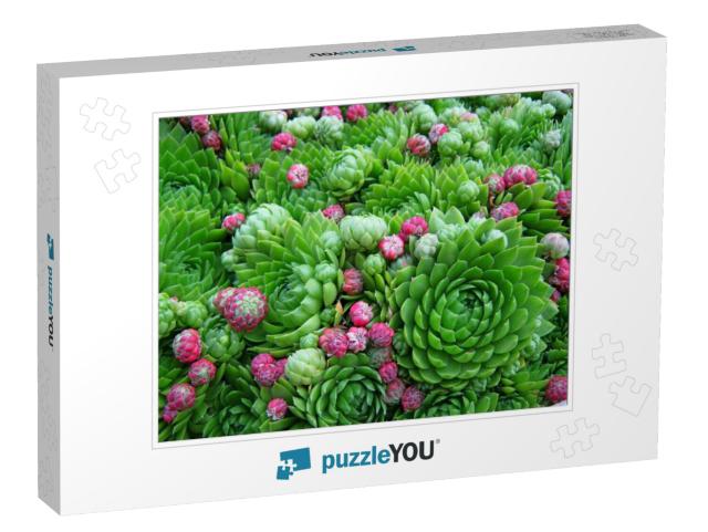 Succulent Cactus Plant as Green Pink Garden Background. C... Jigsaw Puzzle