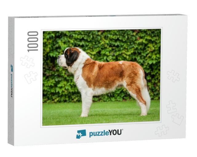 Saint Bernard Dog Standing on the Lawn... Jigsaw Puzzle with 1000 pieces