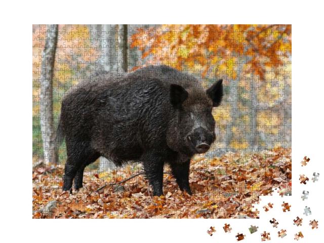 Male Wild-Boar in Autumn Forest... Jigsaw Puzzle with 1000 pieces