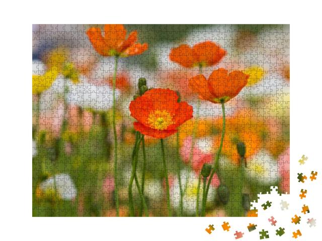 The Name of These Flowers is Iceland Poppy. Scientific Na... Jigsaw Puzzle with 1000 pieces