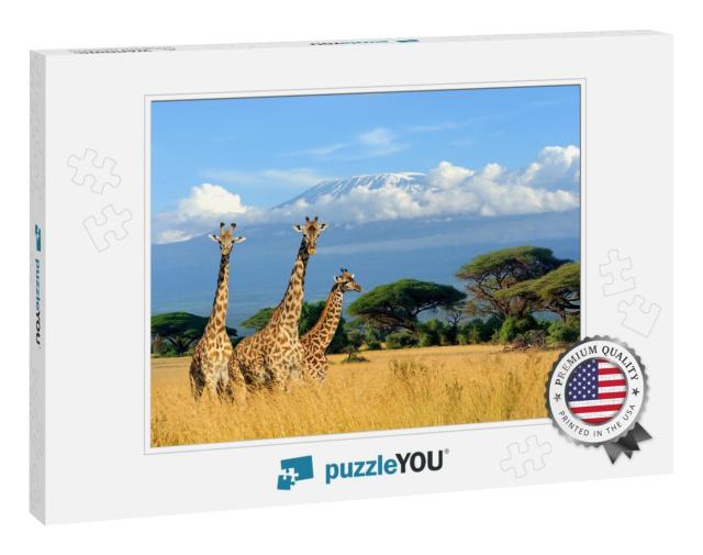 Three Giraffe on Kilimanjaro Mount Background in National... Jigsaw Puzzle
