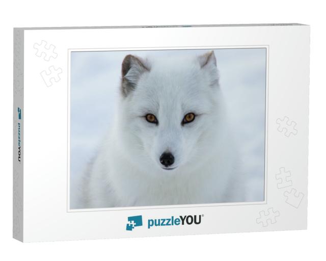 Arctic Fox on Snow Background... Jigsaw Puzzle