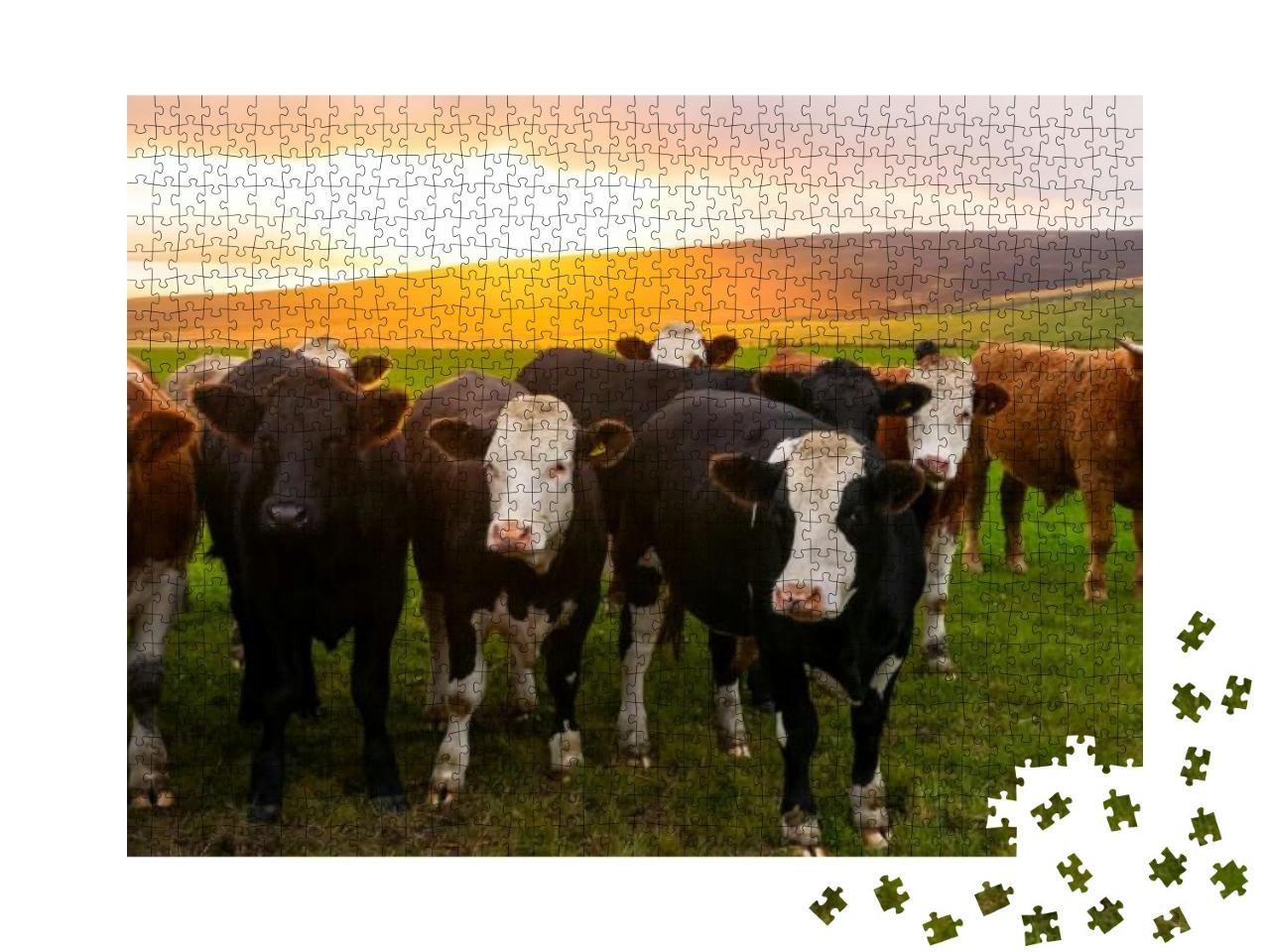 A Herd of Cows Looking At the Camera in Orkney Countrysid... Jigsaw Puzzle with 1000 pieces