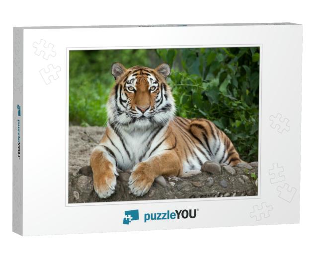 Siberian Tiger Panthera Tigris Altaica, Also Known as the... Jigsaw Puzzle