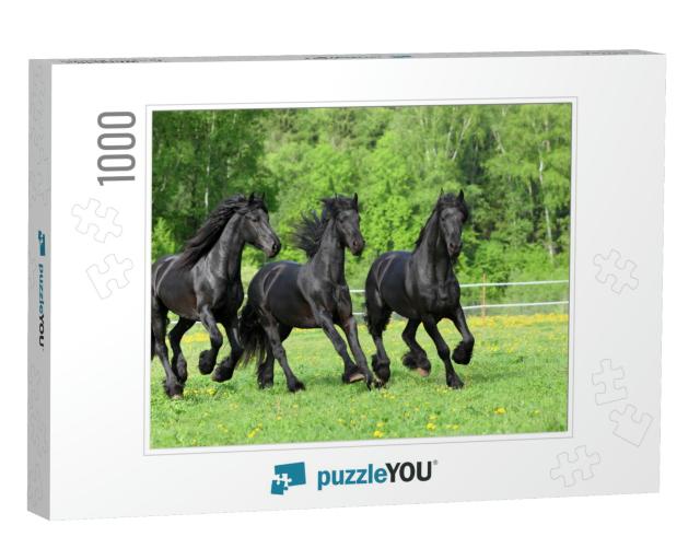 Three Dressage Friesian Horse Portrait in Outdoor... Jigsaw Puzzle with 1000 pieces