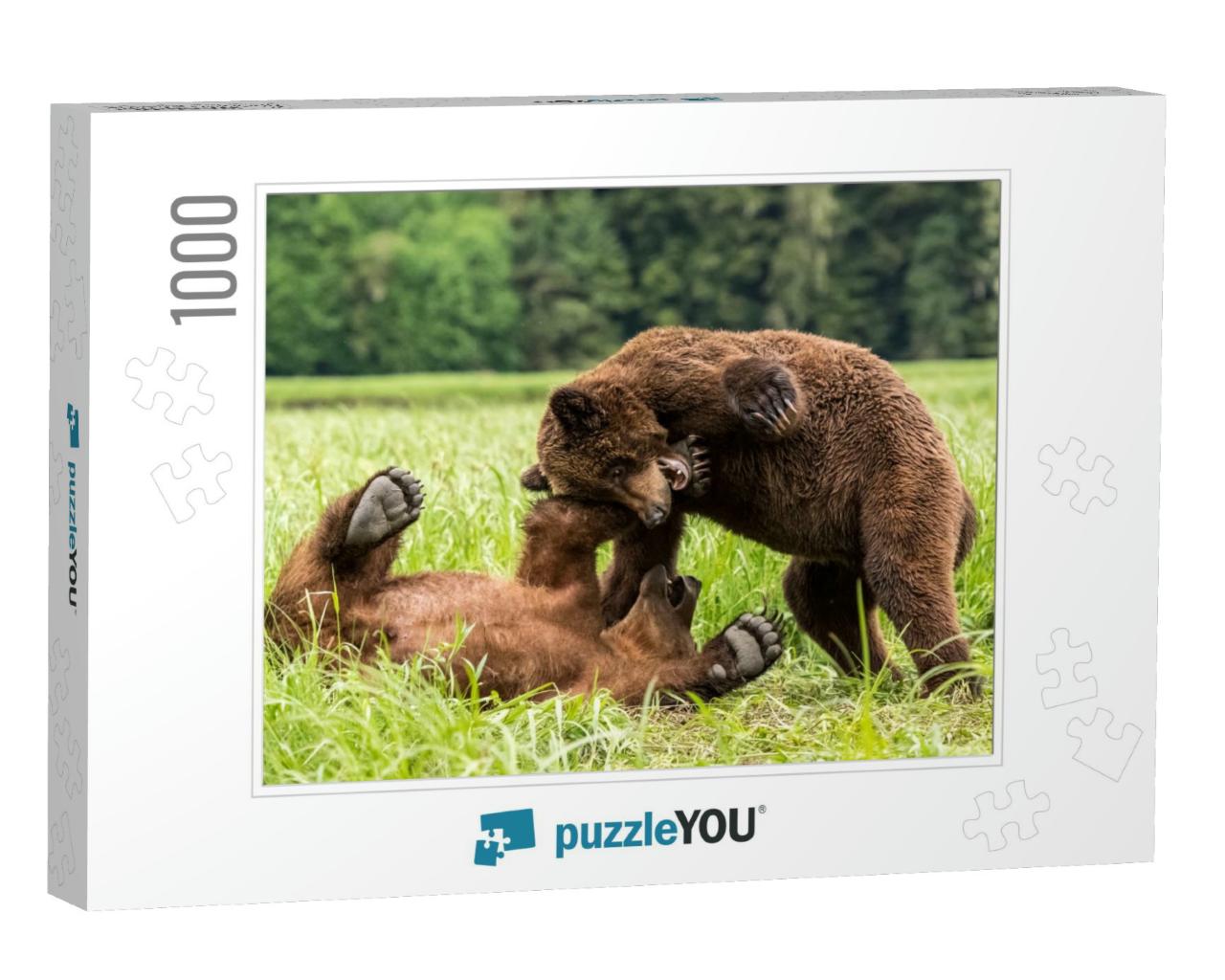 A Closeup of Grizzly Bears Playing Together in the Khutze... Jigsaw Puzzle with 1000 pieces